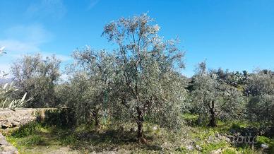 Sfalcio Decespugliatore / Potatura Ulivo a Vaso
