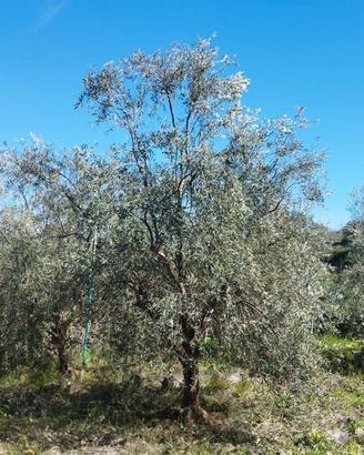 Sfalcio Decespugliatore / Potatura Ulivo a Vaso