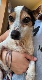 Dolcissimo simil jack russel