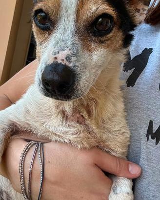 Dolcissimo simil jack russel