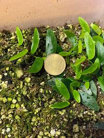 Talea Ficus punctata Panama