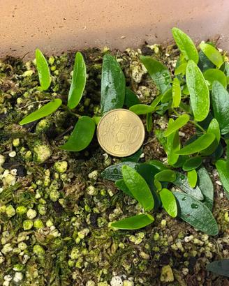 Talea Ficus punctata Panama