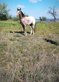 Cavallo Appaloosa