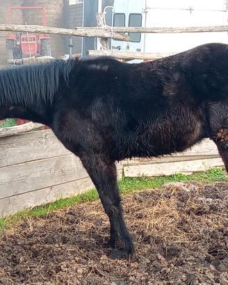 Cavallo