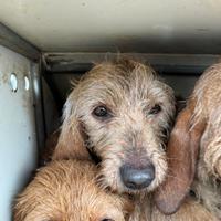 Basset Fauve de Bretagne