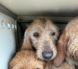 Basset Fauve de Bretagne