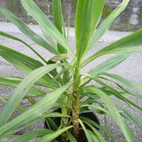 yucca
