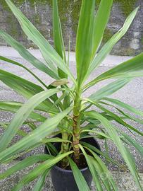 yucca