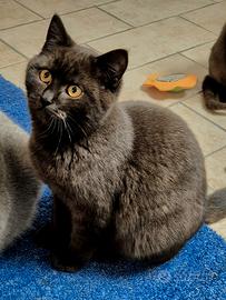 Cuccioli di Scottish Stright