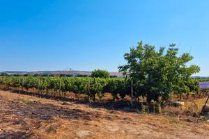 Terreno agricolo con vigneto uva primitivo