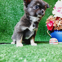 Chihuahua