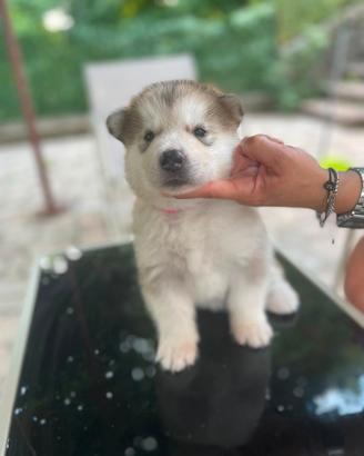 Cucciolata alaskan malamute