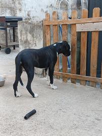 Boxer femmina 7 mesi