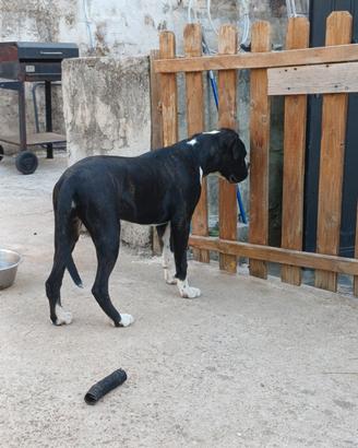 Boxer femmina 7 mesi