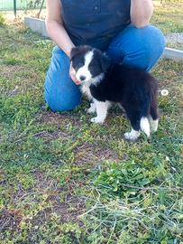 Cuccioli di border collie