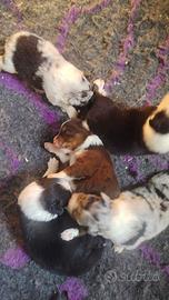 Cuccioli pastore australiano