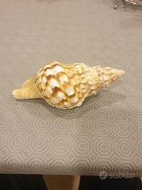 conchiglia da collezione 