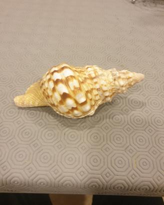 conchiglia da collezione 