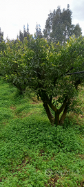 Giardino loc. Su Gutturadroxiu San Sperate