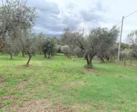 Gallicano nel Lazio terreno agricolo