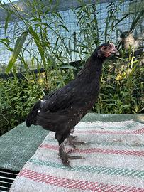 Marans