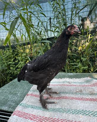 Marans