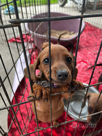 Cuccioli bassotto nano