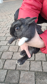 Cucciolo di coniglietto nano, docile e affettuoso