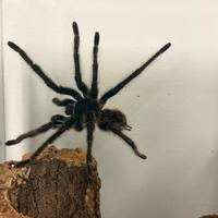Lasiodora Parahybana maschio maturo 20cm legaspan