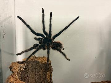 Lasiodora Parahybana maschio maturo 20cm legaspan