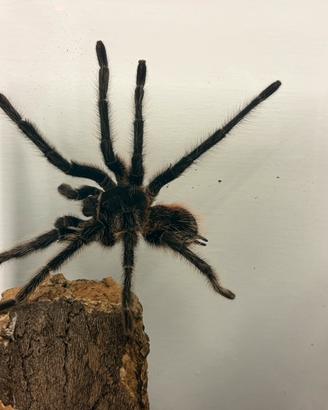 Lasiodora Parahybana maschio maturo 20cm legaspan