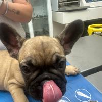 Ultima femminuccia di bulldog francese