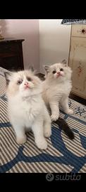 Cuccioli Ragdoll