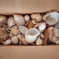 Conchiglie di mare