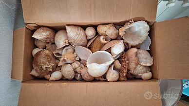 Conchiglie di mare