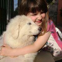 Cucciola XXXL Cane da Montagna dei Pirenei