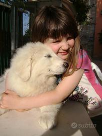 Cucciola XXXL Cane da Montagna dei Pirenei
