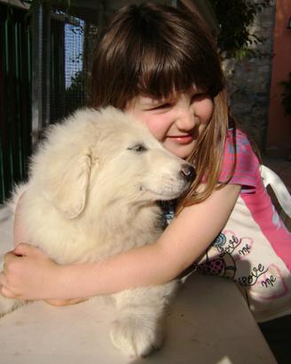 Cucciola XXXL Cane da Montagna dei Pirenei