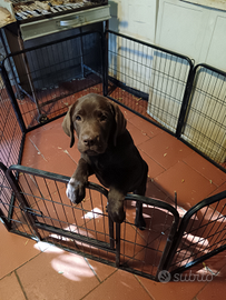 Cuccioli di Labrador Retriever Chocolat