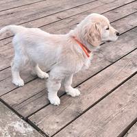 Golden Retriever linea inglese