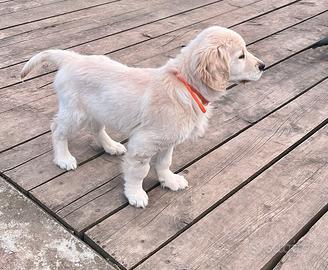 Golden Retriever linea inglese
