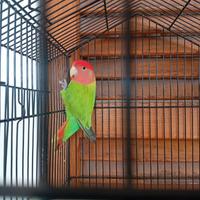 Inseparabili Roseicollis