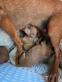 Pinscher