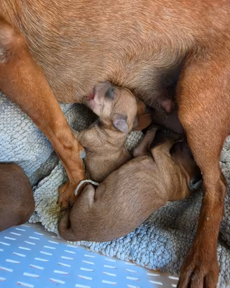 Pinscher