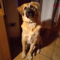 HARLEY simil pastore, 5 anni, adozione