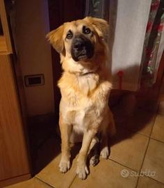 HARLEY simil pastore, 5 anni, adozione