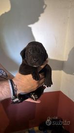 Ultime cucciole di cane corso