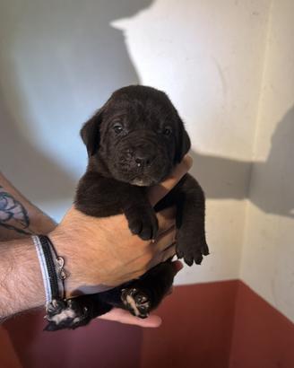 Ultime cucciole di cane corso