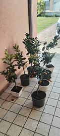 piante agrumi vari 