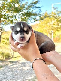 Cuccioli siberian husky